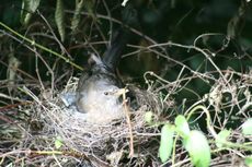 Amsel-4-Tag-1.jpg